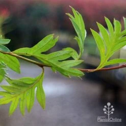 Grevillea Gaudichaudii -GARDEN Shop apo gaudichaudi grevillea foliage