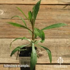 Gaura White -GARDEN Shop apo gaura white tubestock top 1