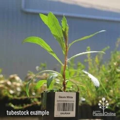 Gaura White -GARDEN Shop apo gaura white tubestock 1