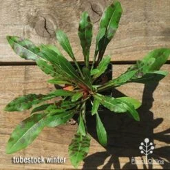 Gaura White -GARDEN Shop apo gaura winter colour