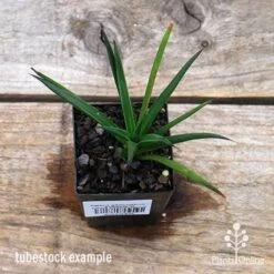 Agave Geminiflora - Succulent -GARDEN Shop apo geminiflora tubestock top