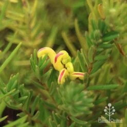 Grevillea Gold Rush -GARDEN Shop apo gold rush flower and foliage