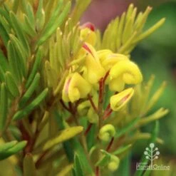 Grevillea Gold Rush -GARDEN Shop apo gold rush grevillea flower