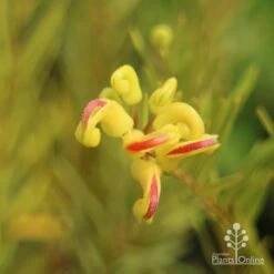 Grevillea Gold Rush -GARDEN Shop apo gold rush grevillea flower close