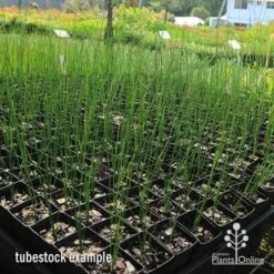 Xanthorrhoea - Grass Tree -GARDEN Shop apo grass tree johnsoni