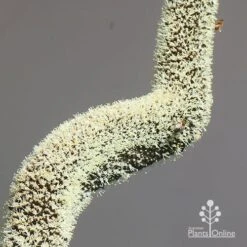 Xanthorrhoea - Grass Tree -GARDEN Shop apo grass tree july