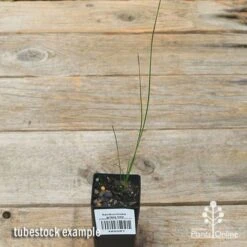 Xanthorrhoea - Grass Tree -GARDEN Shop apo grass tree tubestock top