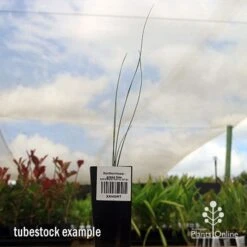 Xanthorrhoea - Grass Tree -GARDEN Shop apo grass tree tubestock 1