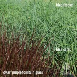 Pennisetum - Dwarf Purple Fountain Grass 13 Pennisetum - Dwarf Purple Fountain Grass -GARDEN Shop apo grasses ptl