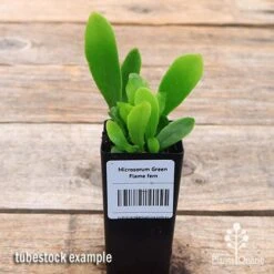 Microsorum Green Flame Fern -GARDEN Shop apo green flame fern tubestock