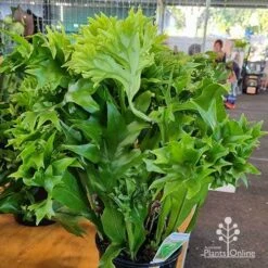 Microsorum Green Flame Fern -GARDEN Shop apo green flame microsorum