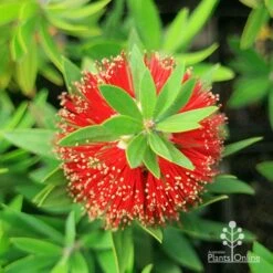 Callistemon Green John -GARDEN Shop apo green john callistemon flower top
