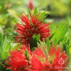 Callistemon Green John -GARDEN Shop apo green john callistemon flowers