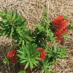 Callistemon Green John -GARDEN Shop apo green john flowering nursery