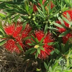Callistemon Green John -GARDEN Shop apo green john flowers