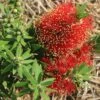 Callistemon Green John 7 Callistemon Green John -GARDEN Shop apo green john flowers2
