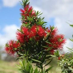 Callistemon Green John -GARDEN Shop apo green john large flower cluster