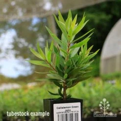 Callistemon Green John -GARDEN Shop apo green john tubestock
