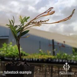 Grevillea Amazing Grace -GARDEN Shop apo grevillea amazing grace tubestock