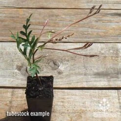 Grevillea Amazing Grace -GARDEN Shop apo grevillea amazing grace tubestock top