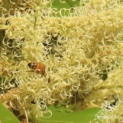 Grevillea Baileyana - Brown Silky Oak -GARDEN Shop apo grevillea baileyana close and bee