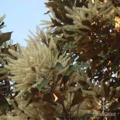 Grevillea Baileyana - Brown Silky Oak -GARDEN Shop apo grevillea baileyana glow
