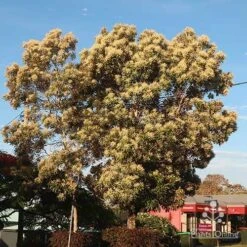 Grevillea Baileyana - Brown Silky Oak -GARDEN Shop apo grevillea baileyana tree