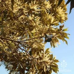 Grevillea Baileyana - Brown Silky Oak -GARDEN Shop apo grevillea baileyana underneath