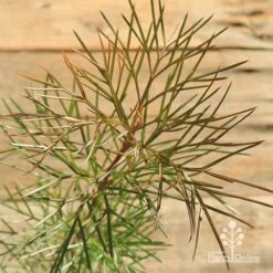 Grevillea Bon Accord -GARDEN Shop apo grevillea bon accord bronze foliage
