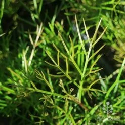 Grevillea Bon Accord -GARDEN Shop apo grevillea bon accord foliage