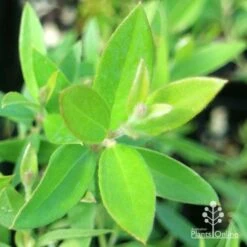 Grevillea Canterbury Gold -GARDEN Shop apo grevillea canterbury gold new shoot