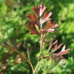 Grevillea Carpet Layer -GARDEN Shop apo grevillea carpet layer new leaf colour