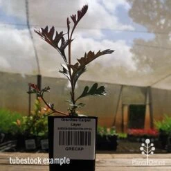 Grevillea Carpet Layer -GARDEN Shop apo grevillea carpetlayer tubestock