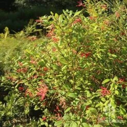 Grevillea Deua Flame 20 Grevillea Deua Flame -GARDEN Shop apo grevillea deua flame bush nursery