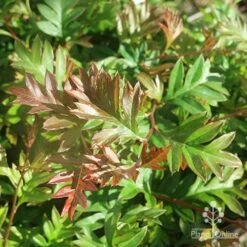 Grevillea Gaudichaudii -GARDEN Shop apo grevillea gaudichaudi foliage