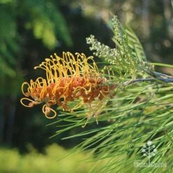 Grevillea Honey Gem -GARDEN Shop apo grevillea honey gem nursery dam