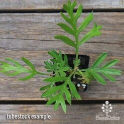Grevillea Lemon Baby -GARDEN Shop apo grevillea lemon baby tubestock top