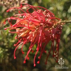 Grevillea Little Robyn -GARDEN Shop apo grevillea little robyn open sunshine