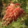 Grevillea Little Robyn -GARDEN Shop apo grevillea little robyn sunshine
