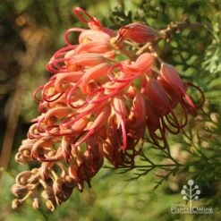 Grevillea Little Robyn