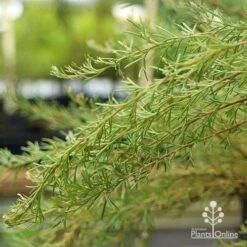 Grevillea Mini Marvel 30 Grevillea Mini Marvel -GARDEN Shop apo grevillea mini marvel weeping