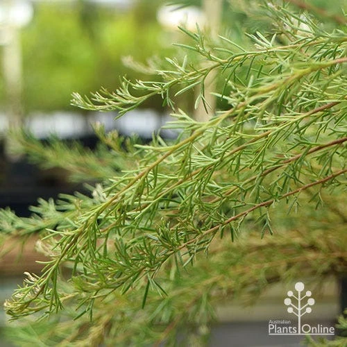 Grevillea Mini Marvel 15 Grevillea Mini Marvel - Image 15