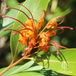 Grevillea Orange Marmalade -GARDEN Shop apo grevillea orange marmalade flower closeup