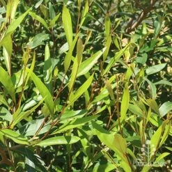 Grevillea Orange Marmalade -GARDEN Shop apo grevillea orange marmalade foliage