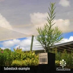 Grevillea Pink Pearl -GARDEN Shop apo grevillea pink pearl tubestock