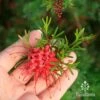 Grevillea Red Wings -GARDEN Shop apo grevillea red wings flower size