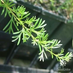 Grevillea Red Wings -GARDEN Shop apo grevillea red wings stem
