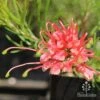 Grevillea Silk Carpet -GARDEN Shop apo grevillea silk carpet flower