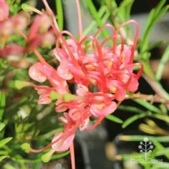 Grevillea Silk Carpet 18 Grevillea Silk Carpet -GARDEN Shop apo grevillea silk carpet flower open