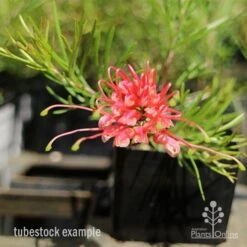 Grevillea Silk Carpet 20 Grevillea Silk Carpet -GARDEN Shop apo grevillea silk carpet tubestock
